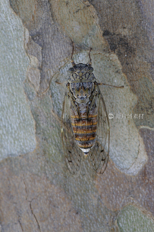 蝉(普通Lyristes plebejus)